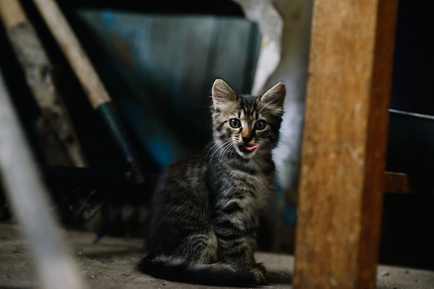 mooie pluizige dakloze kitten in een verlaten huis kijkt en likt met belangstelling. Het concept eenzaamheid.