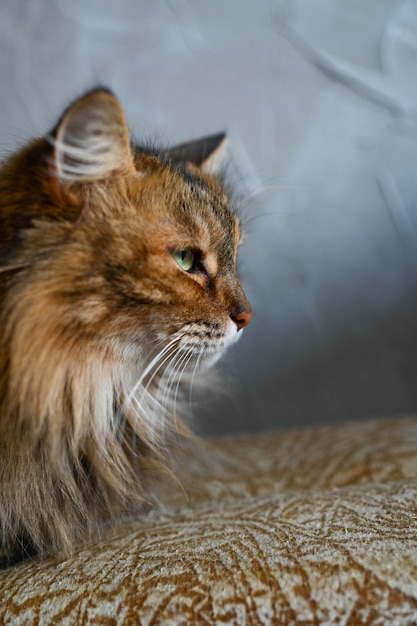 Mooie pluizige gestripte kat met groene ogen dicht omhoog