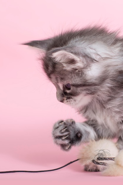 Mooie pluizige grijze Maine Coon-kittens op een roze achtergrond Schattige huisdieren met speelgoed