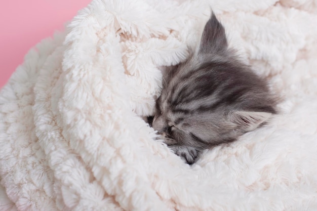 Mooie pluizige grijze maine coon-kittens slapen op een deken op een roze achtergrond schattige huisdieren