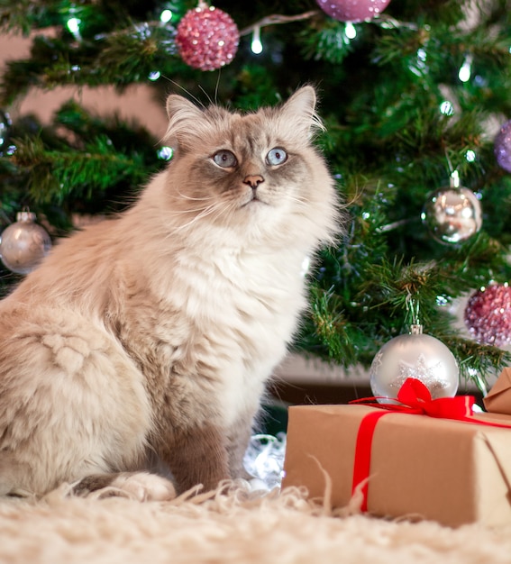 Mooie pluizige kattenzitting dichtbij de kerstboom