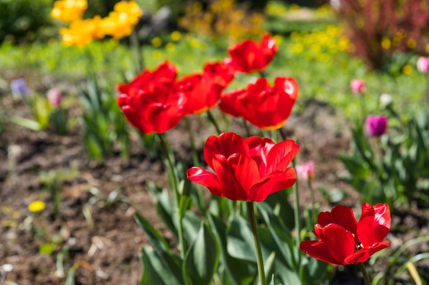 Mooie pluizige pioenvormige tulpen in een bloembed tulp in de vorm van een pioenroos in rood de b