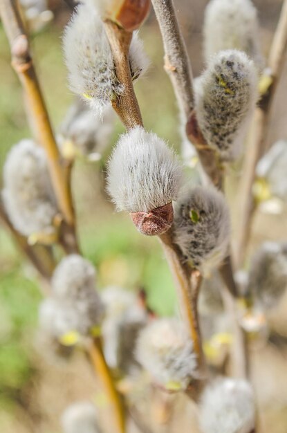 Mooie pluizige tak van bloeiende wilg Verse wilgenbloemen tak