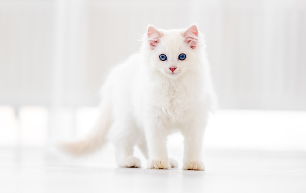 Mooie pluizige witte ragdoll-kat die in lichte kamer loopt en terugkijkt met mooie blauwe ogen. Schattig rasecht katachtig huisdier buitenshuis