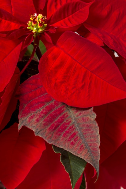 Mooie poinsettia (Euphorbia pulcherrima) bloem.