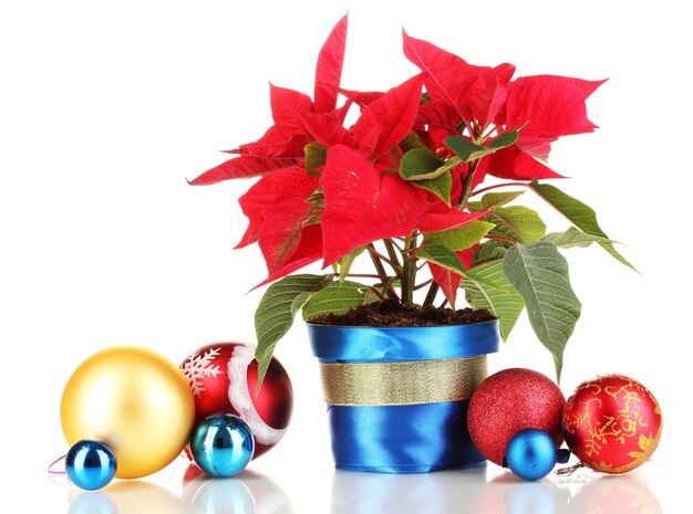 Mooie poinsettia met kerstballen geïsoleerd op wit