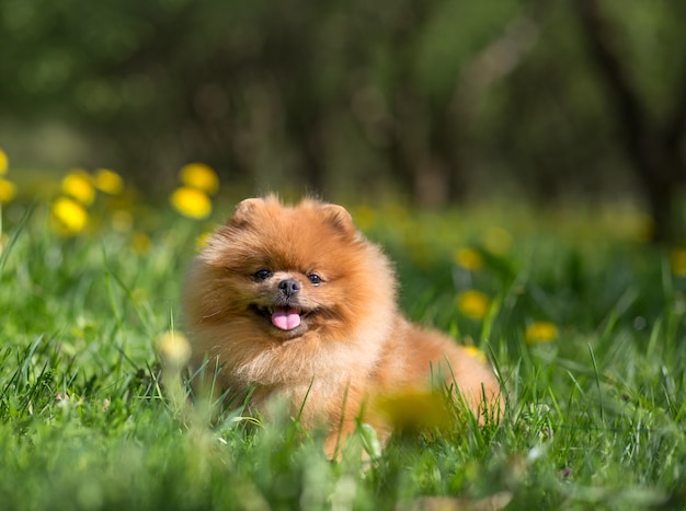 Mooie pomeranian hond in een park