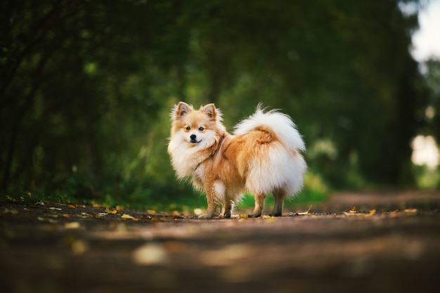 Mooie pomeranian spitz