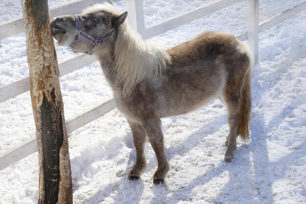 Mooie pony in de dierentuin.