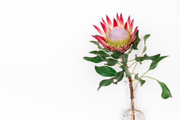 Mooie protea bloem op een witte achtergrond geïsoleerd