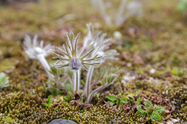 Mooie Pulsatilla cernua-bloem.