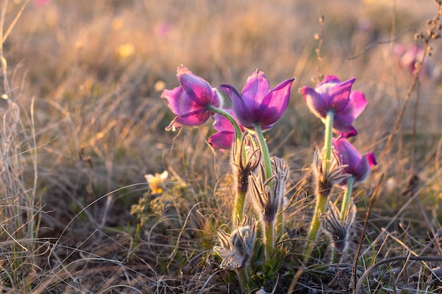 Mooie Pulsatilla of pasque bloem lente bloesem