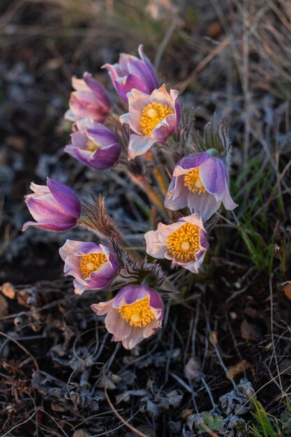 Mooie Pulsatilla of pasque bloem lente bloesem