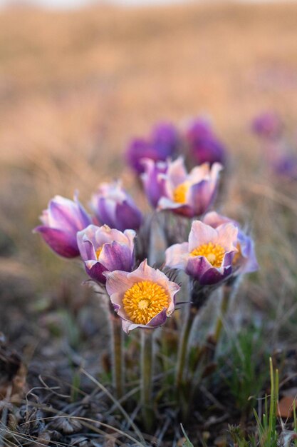 Mooie Pulsatilla of pasque bloem lente bloesem