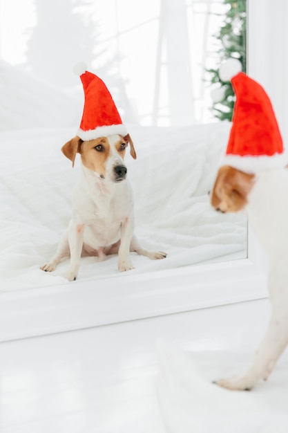 Mooie puppy draagt kerstman hoed, gaat vieren of Kerstmis, kijkt in de spiegel. Wintervakantie, huisdieren en feest