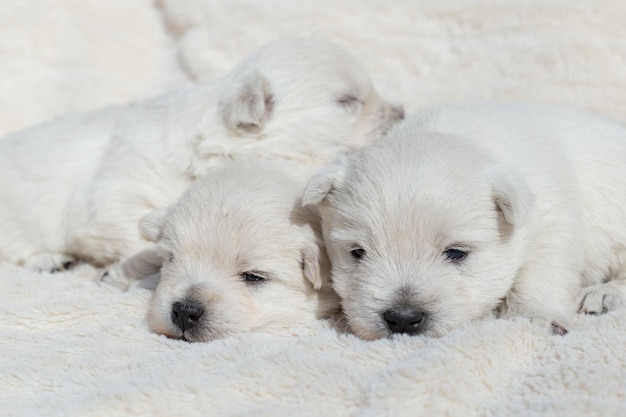 Mooie puppy's West Highland White Terrier op een witte zachte deken