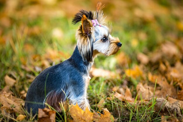 Mooie puppy van de kleine hond van Yorkshire Terrier op het herfstgras