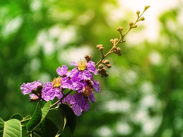 Mooie purpere die bloemen met vage groene achtergrond in de ochtend worden geïsoleerd