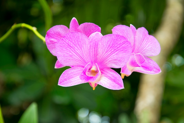 Mooie purpere orchideeënbloem in tuin