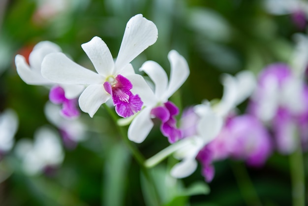 Mooie purpere Thaise orchideeën