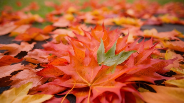 Mooie rangschikking van heldere herfstbladeren