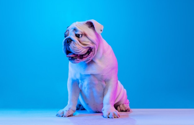 Mooie rasechte hond wit bruin engels bulldog poseren geïsoleerd over studio achtergrond in neon blauw licht concept van beweging actie huisdieren liefde dierenleven