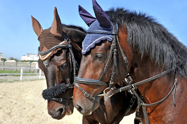 Mooie raszuivere paarden op de boerderij