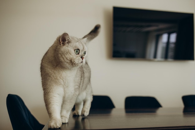 Mooie raszuivere witte kat loopt op de tafel in de woonkamer op de achtergrond van de tv