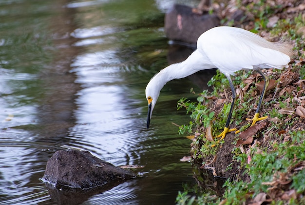 Mooie reiger in een meer