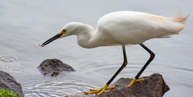 Mooie reiger in een meer