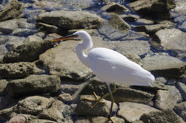 Mooie reiger lopen op stenen op de rode zee close-up Witte zilverreiger