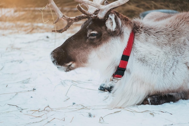 Mooie rendieren in een kleine kraal in het etnische park Nomad Moskou regio Rusland Zeer mooie besneeuwde en koude winter