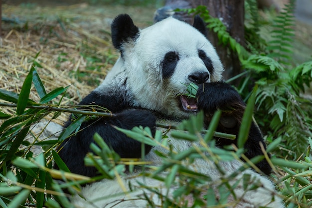 Foto mooie reuzenpanda