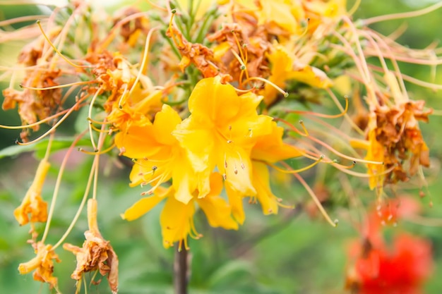 Mooie Rhododendron-bloemen in het voorjaarspark The Blooming Season of Azalea's en Rhododendrons