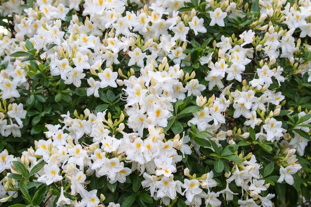 Mooie Rhododendron-bloemen in het voorjaarspark The Blooming Season of Azalea's en Rhododendrons