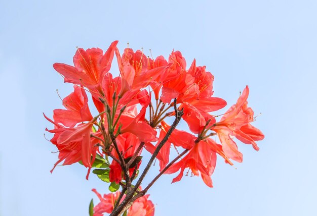 Mooie Rhododendron-planten in bloei in het voorjaarspark.