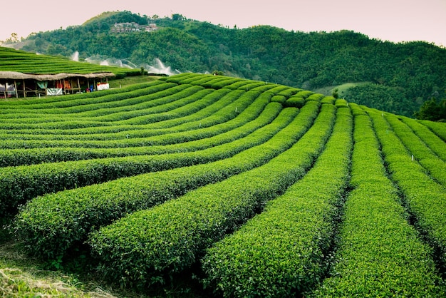 Mooie rijen groene thee van Chinese thee