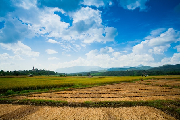 Mooie rijstvelden, Thailand