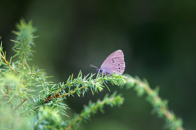 Mooie Ringlet Butterfly zittend op de groene tak Aphantopus hyperantus