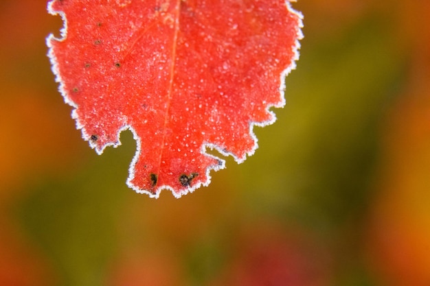 Foto mooie rode aronia bladeren met een frosty rand ochtend landschap in de tuin