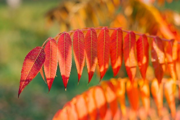 Mooie rode bladeren van een azijnboom op een zonnige herfstdag close-up