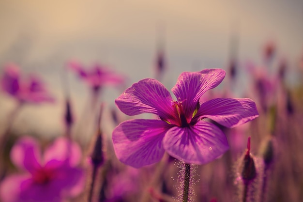 Mooie rode bloemen in de lente natuur soft focus Magische kleurrijke artistieke afbeelding tederheid van de natuur lente bloemen behang