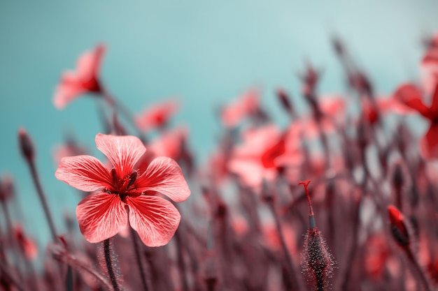 Mooie rode bloemen in de lente natuur soft focus Magische kleurrijke artistieke afbeelding tederheid van de natuur lente bloemen behang