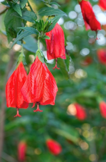 Mooie rode bloemen van weigela close-up