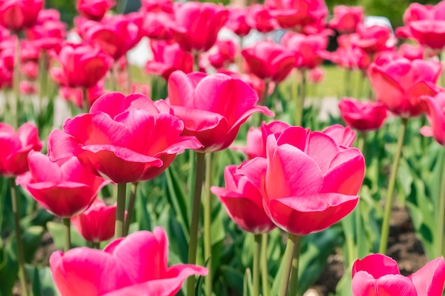 Mooie rode bloementulpen in de tuin. Zomer achtergrond