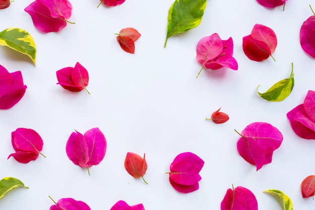 Mooie rode bougainvilleabloem op witte achtergrond. Bovenaanzicht