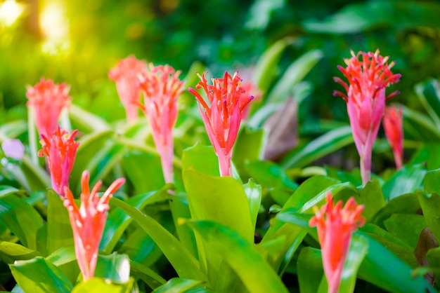 Mooie rode bromeliabloem