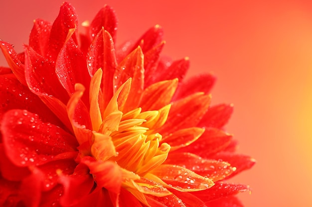 Mooie rode dahlia bloem close-up