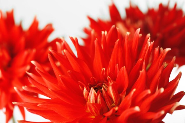 Mooie rode dahlia bloemen close-up