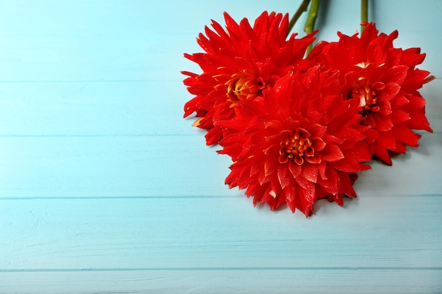 Mooie rode dahlia bloemen op blauwe houten achtergrond